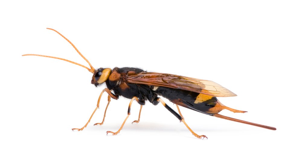 Giant horntail