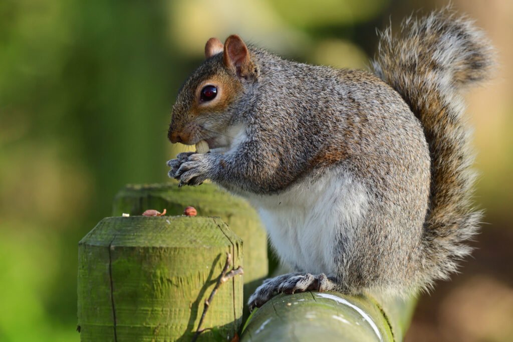 Squirrel at a feeder