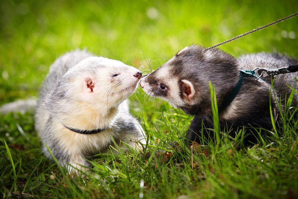 Two ferrets playing together