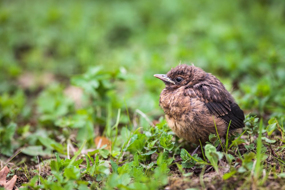Baby Common Blackbird (Turdus merula)