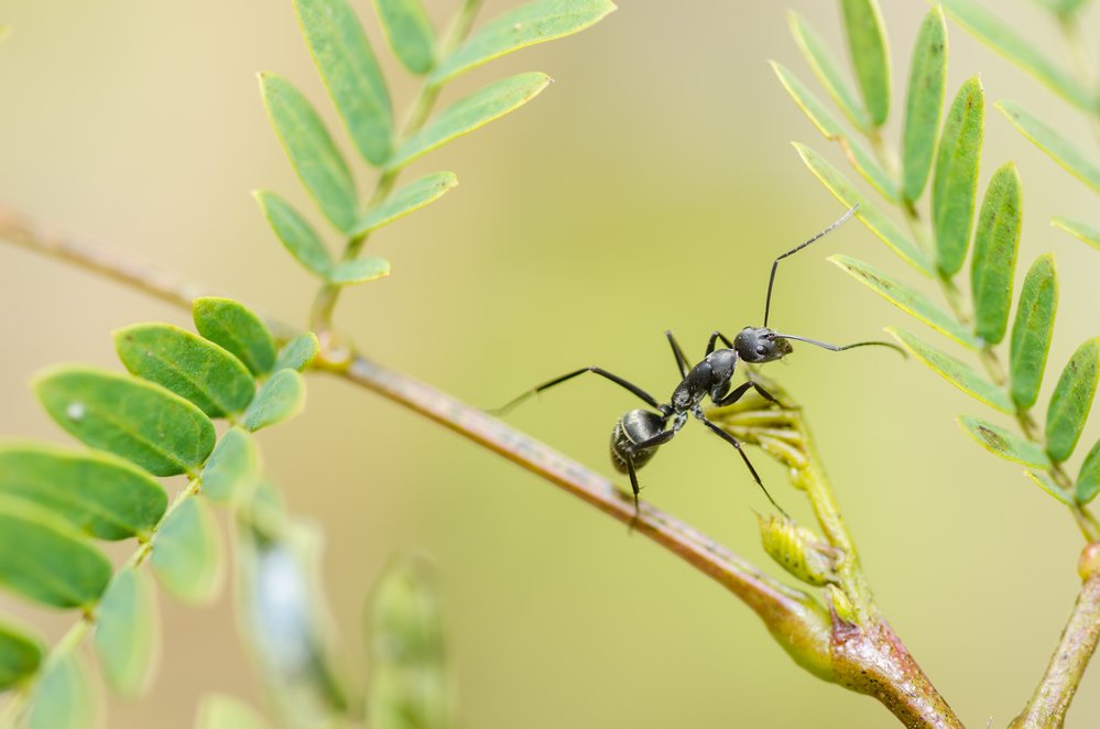Black ant in green nature