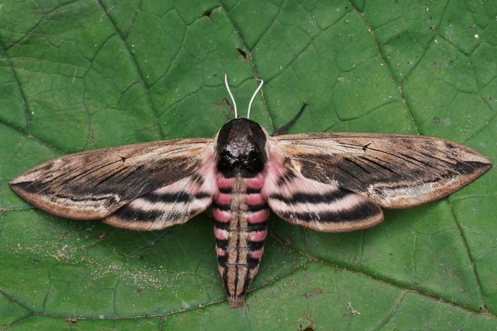 Closeup on the large Privet hawk-moth