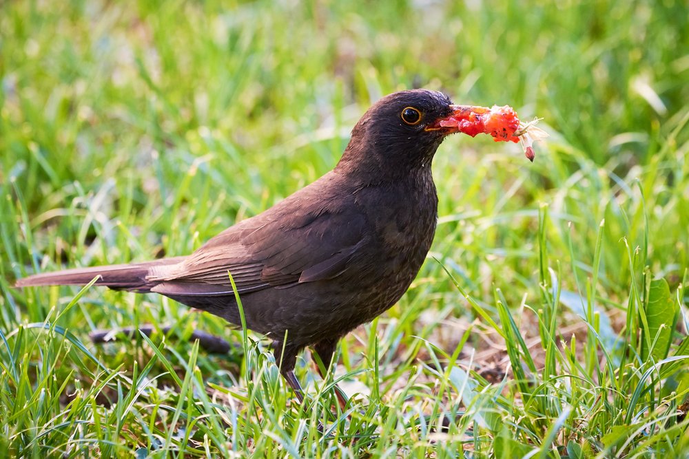 Common blackbird