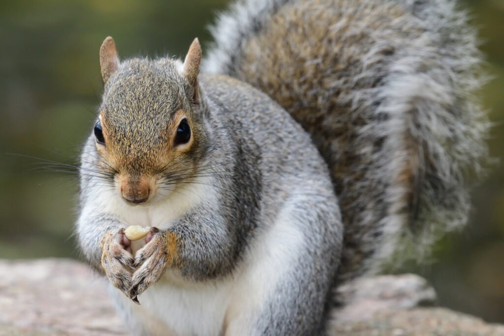 Eastern gray squirrel (sciurus carolinensis)