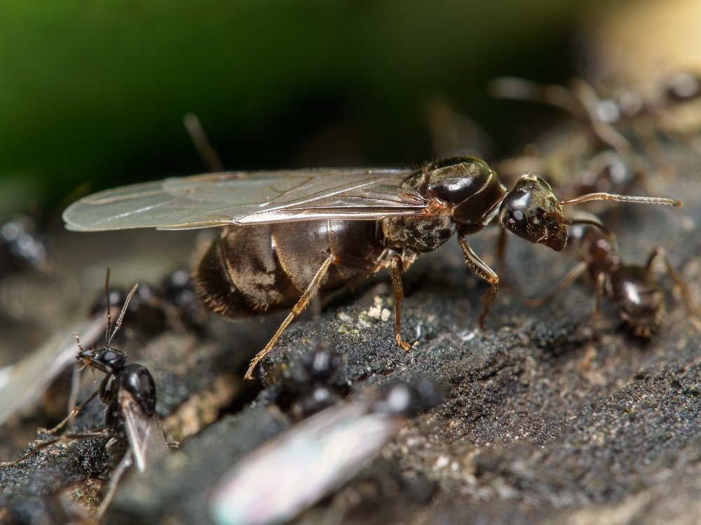 A queen black garden ant (Lasius niger) and her warriors