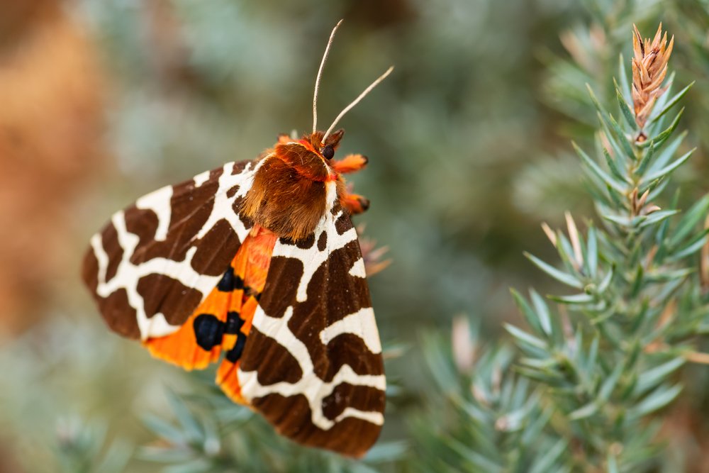 Garden tiger moth (Arctia caja), beautiful coloured moth