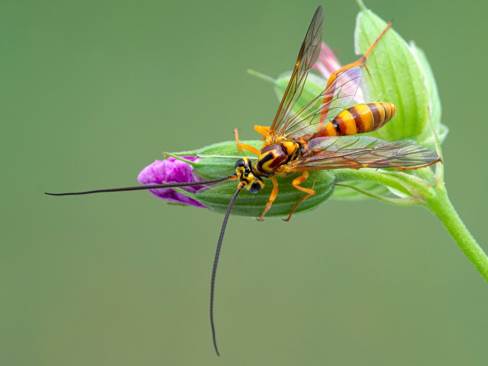 Ichneumon wasp
