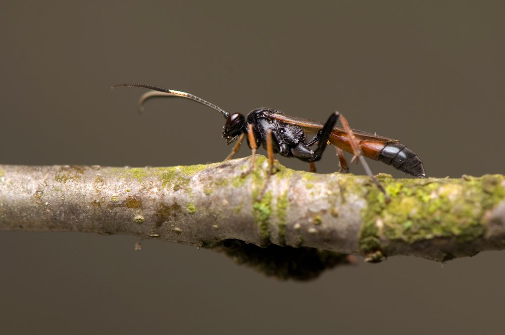 Ichneumonidae wasp