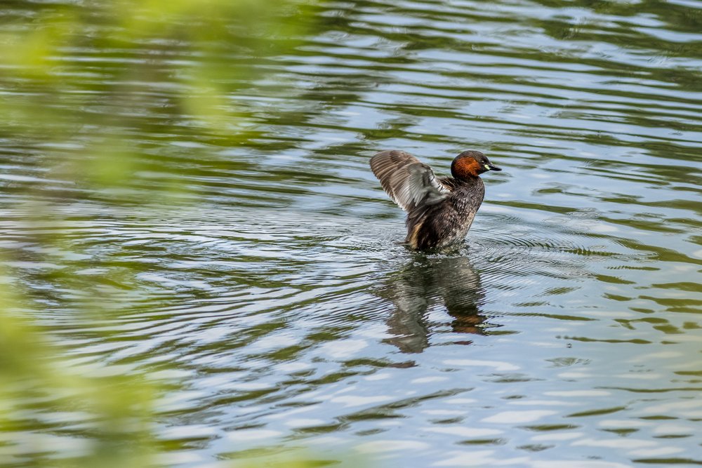 Little grebe (Tachybaptus ruficollis) on the lake