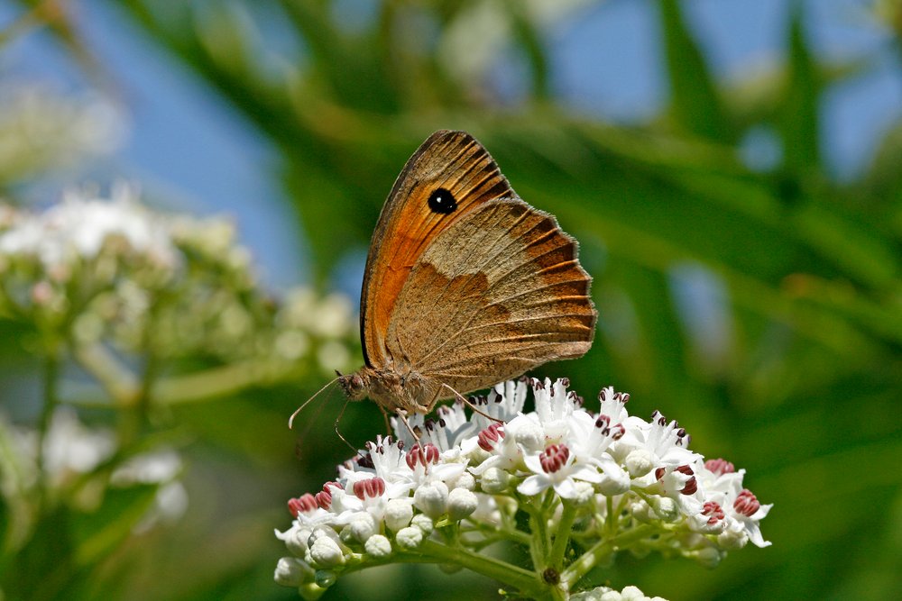 Meadow Brown (Maniola Jurtina)