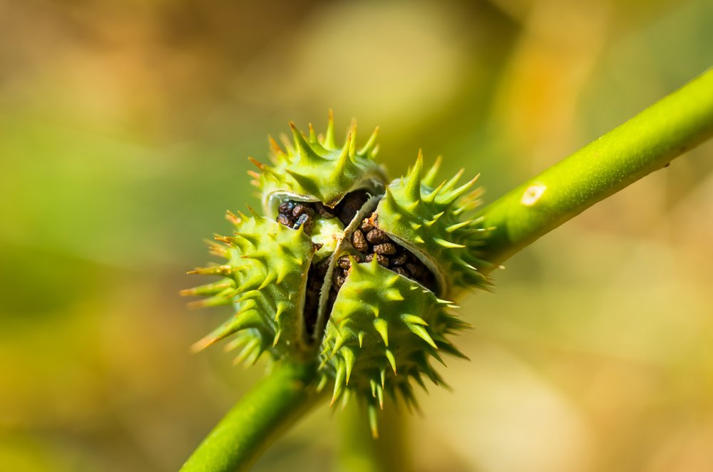 Poison plant seedpods Datura stramonium