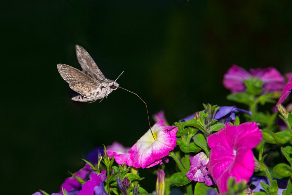 Privet hawk moth sucking nectar from a flower