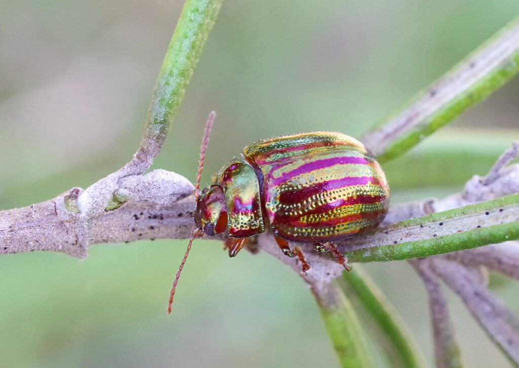 Rosemary beetle (Chrysolina americana)
