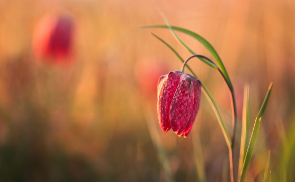Snake's head flower