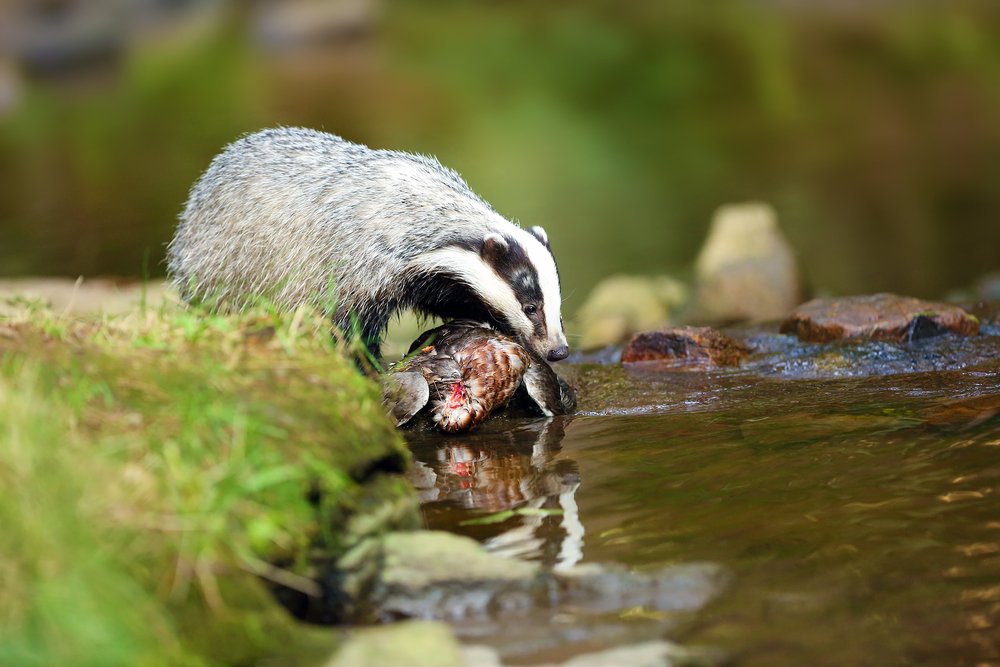 The Eurasian badger hunting wild duck