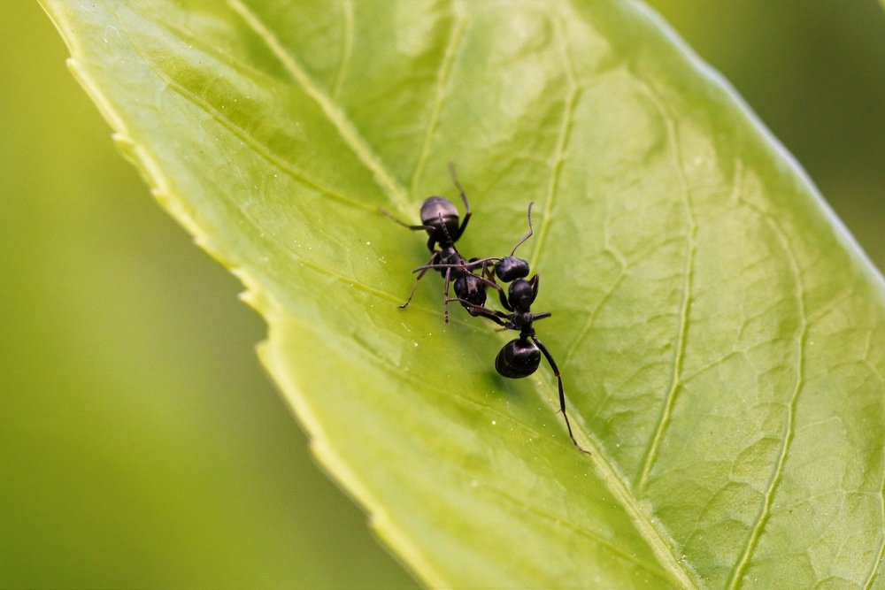 The black garden ant (Lasius niger), also known as the common black ant