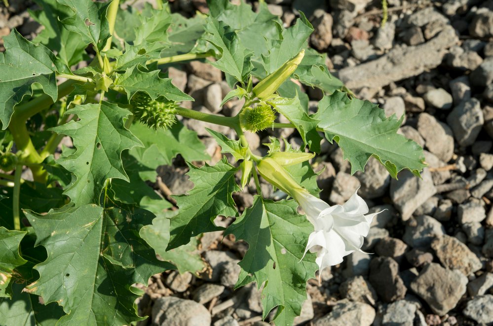 White flower and fruits of the plant thorn apple