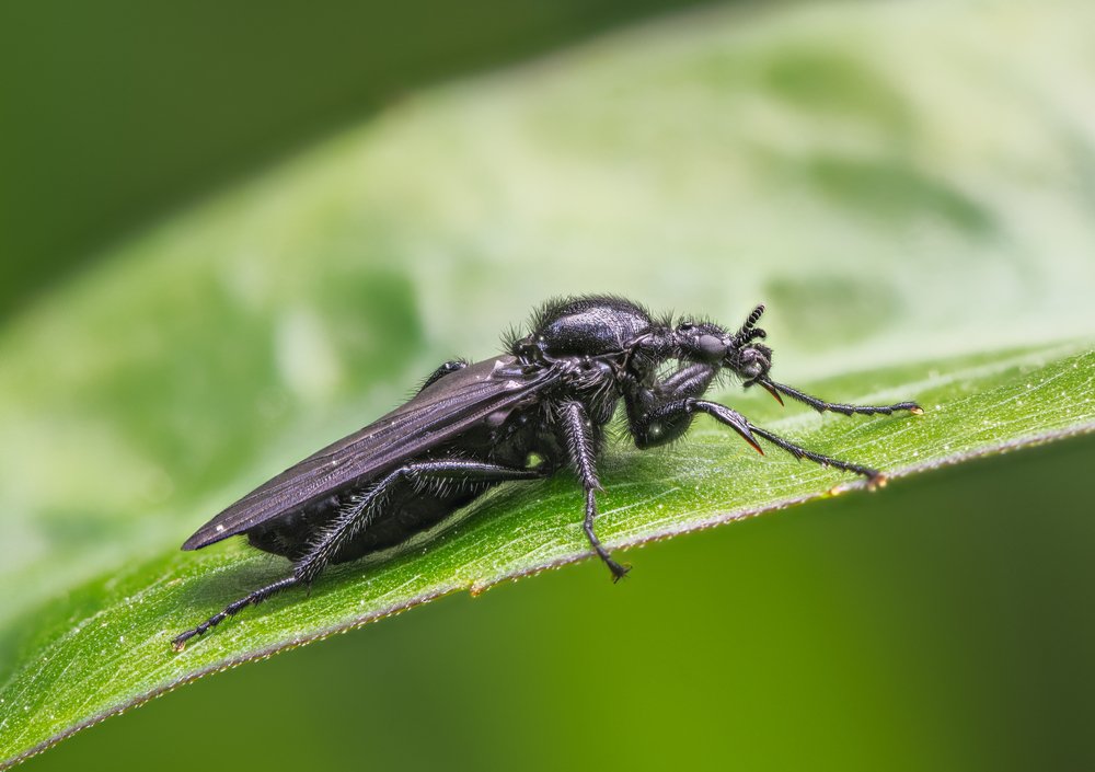 Bibio marci on a grean leaf