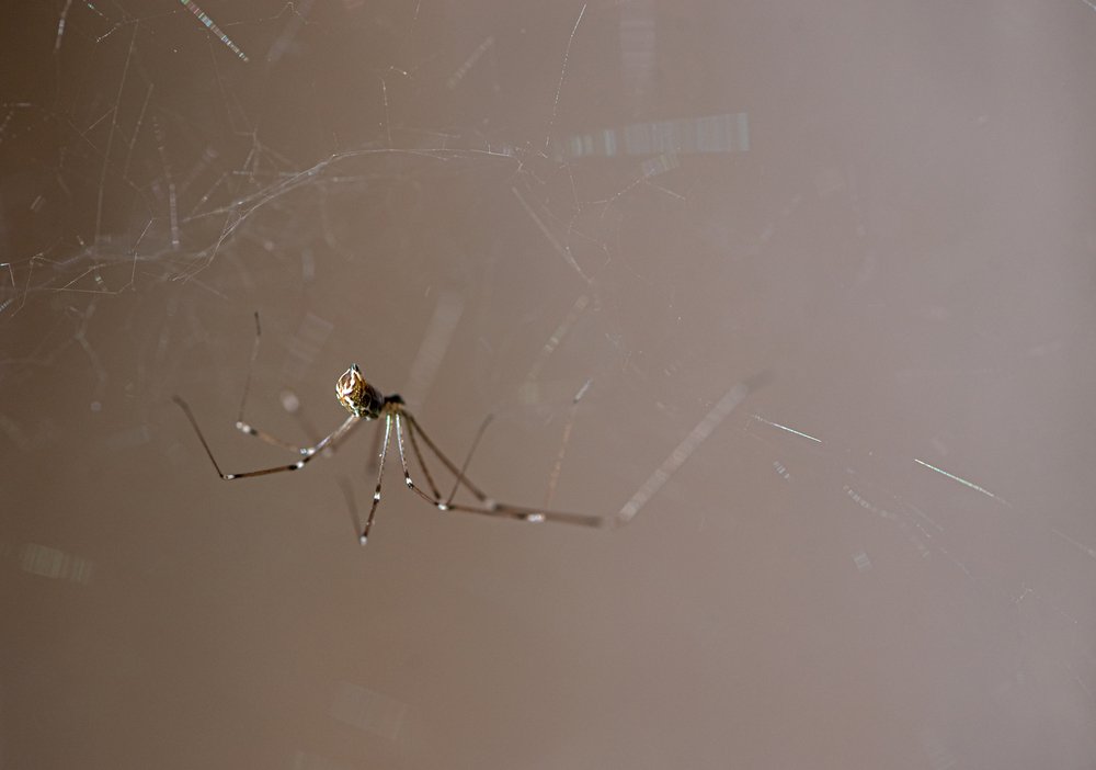 Cellar spider or daddy longlegs
