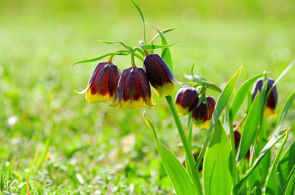 Chess flower
