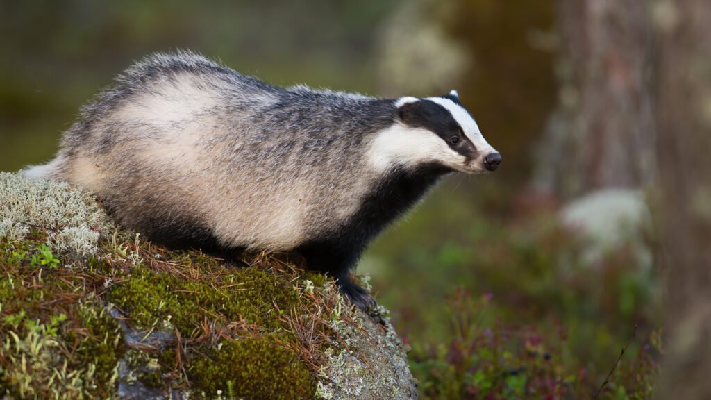 European badger