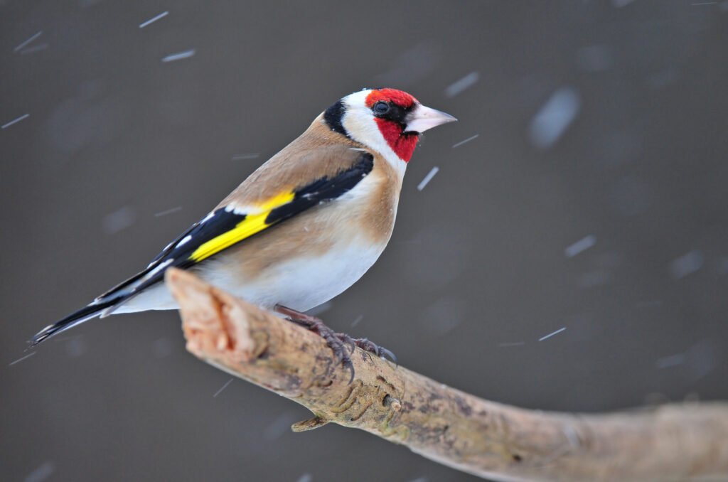 European goldfinch