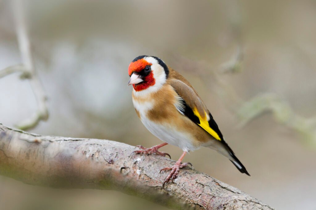 European goldfinch