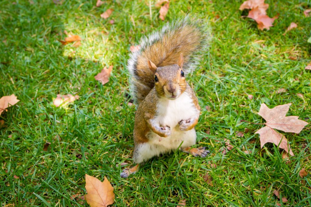 A grey squirrel