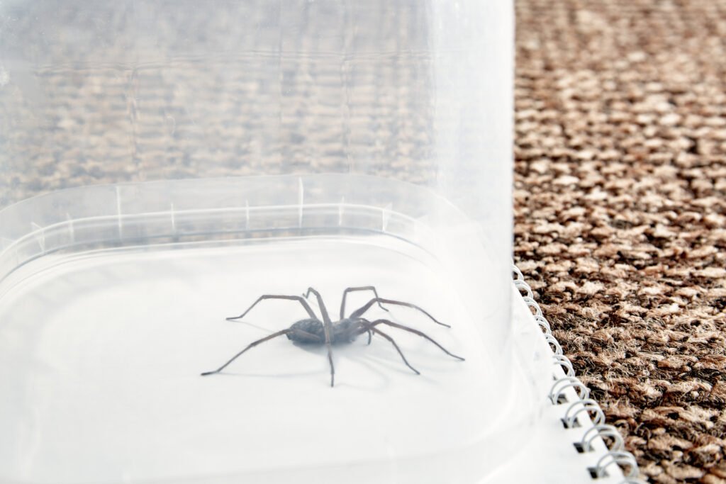 Large trapped spider