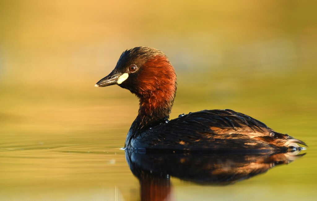 Little grebe (Tachybaptus ruficollis)