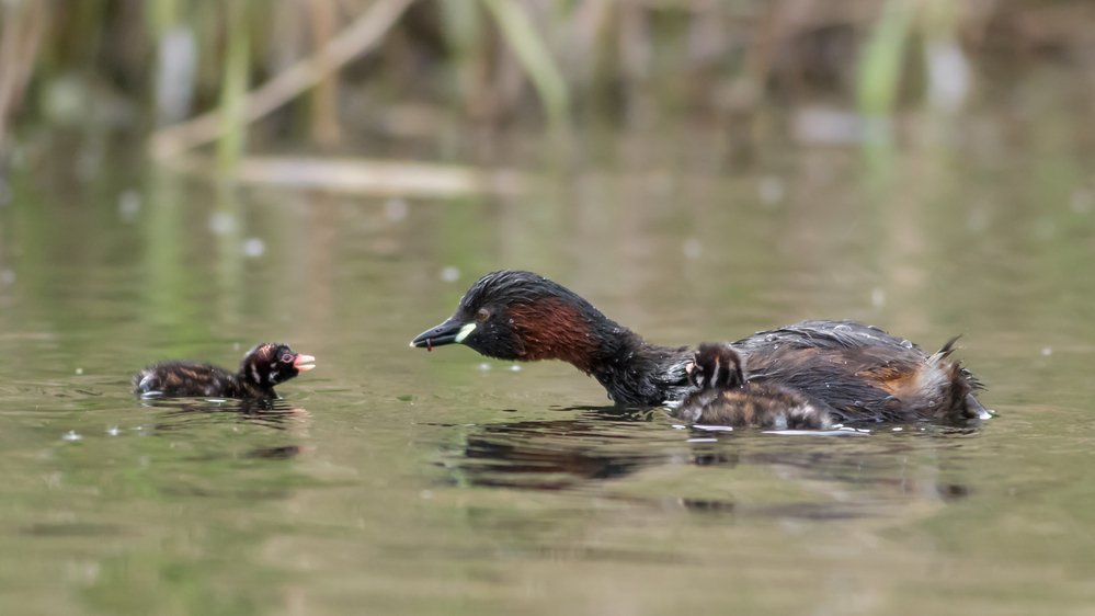 little grebe feeding young