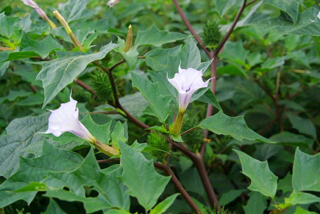 Thorn Apple