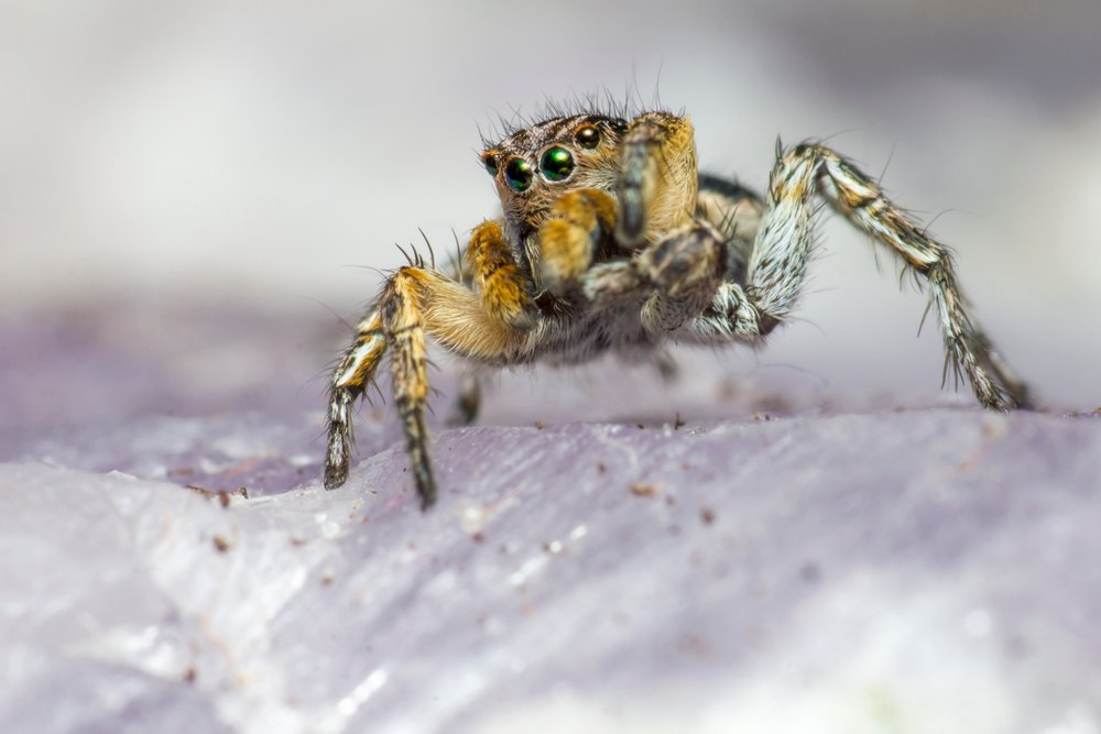 A UK jumping spider