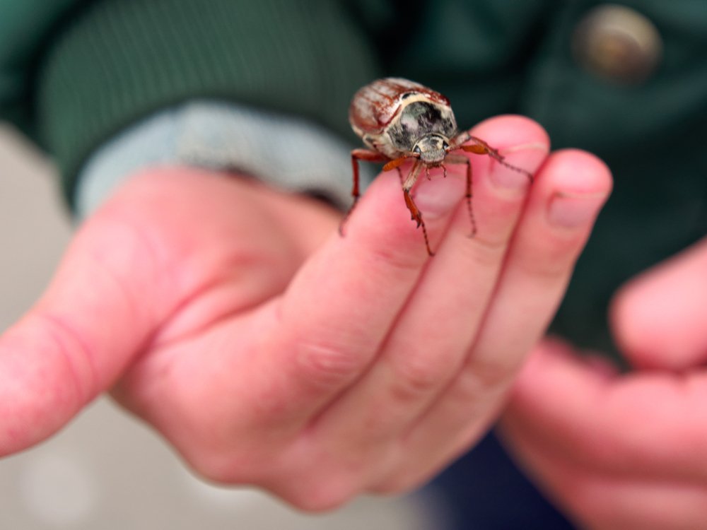 Beautiful Maybug in the hands of a child