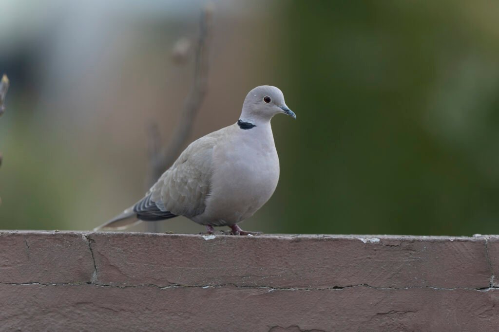 Eurasian collared dove Streptopelia decaocto