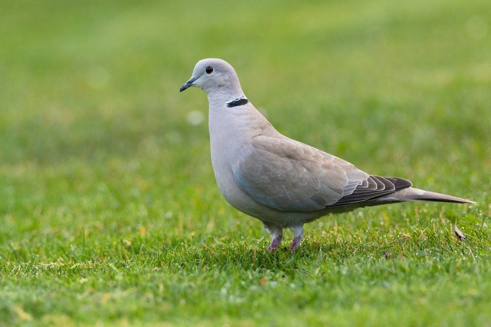 Eurasian collared dove