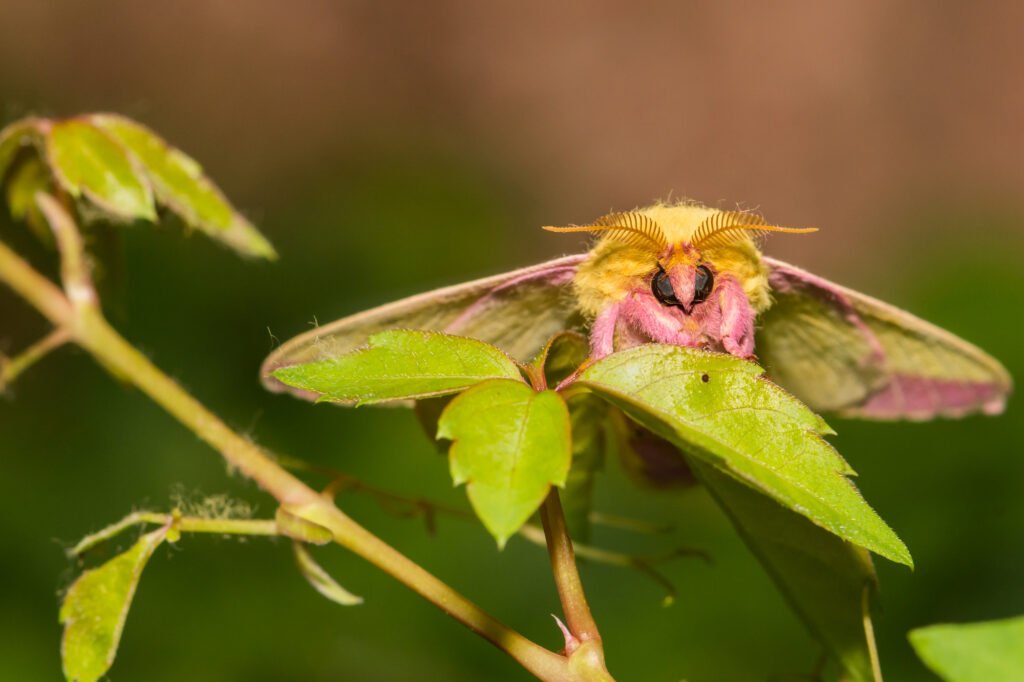 Rosy Maple Moth