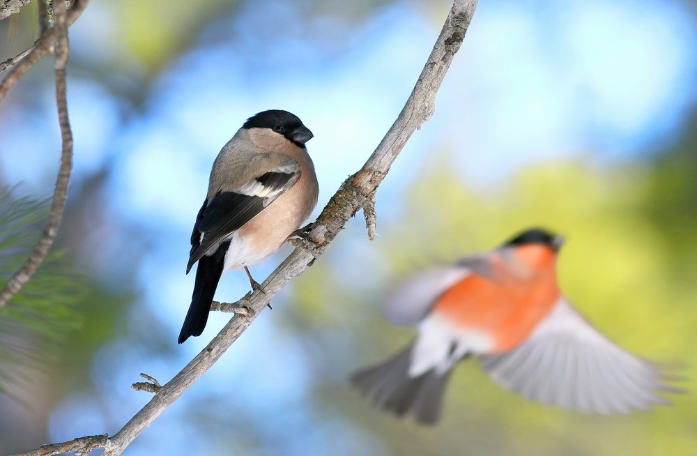 Male and female bullfinch among tree branches