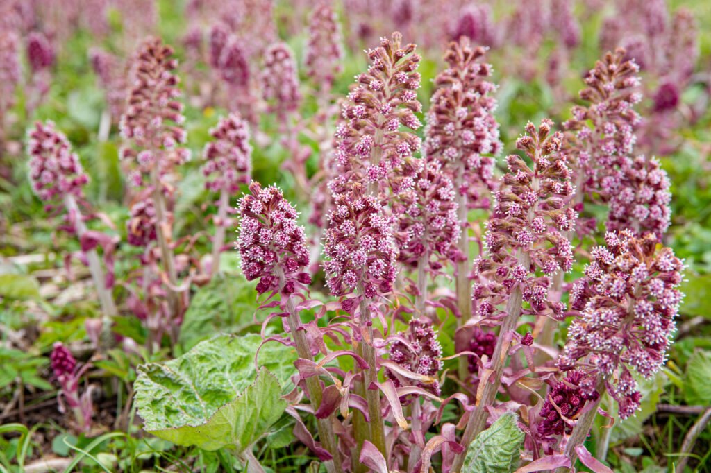 butterbur