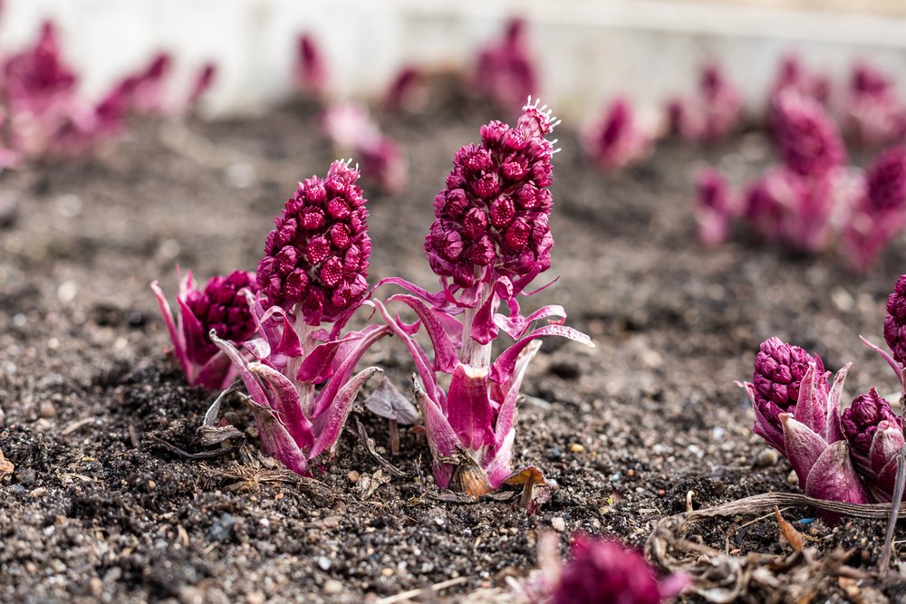 Butterbur - Petasites Hybridus