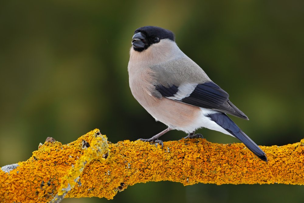 Female grey songbird Bullfinch