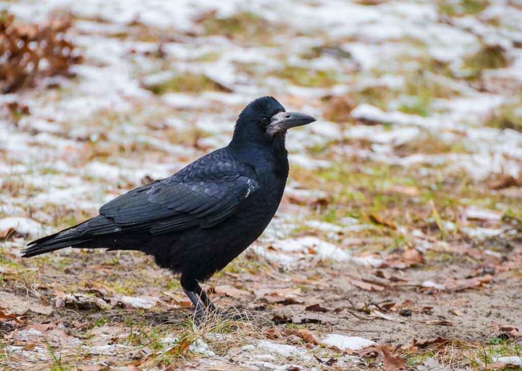 Rook Bird