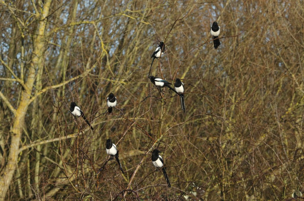 8 magpies in a tree