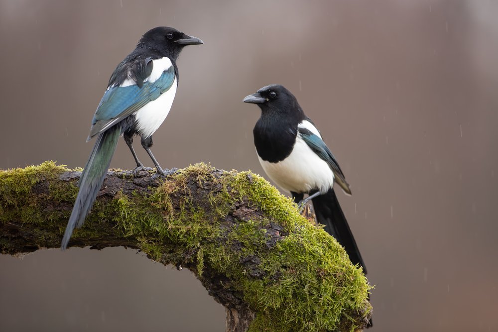 Two Eurasian Magpies