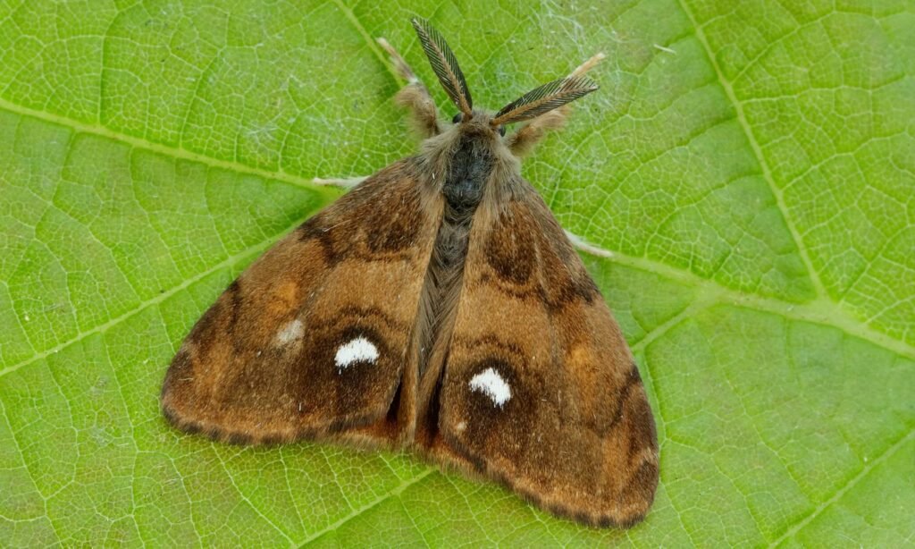 Vapourer moth