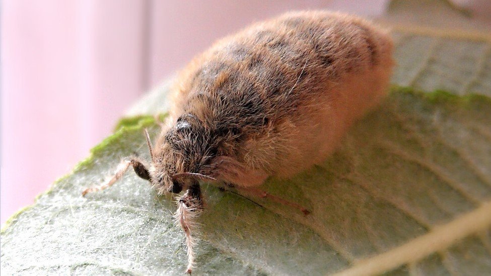 Female Vapourer Moth