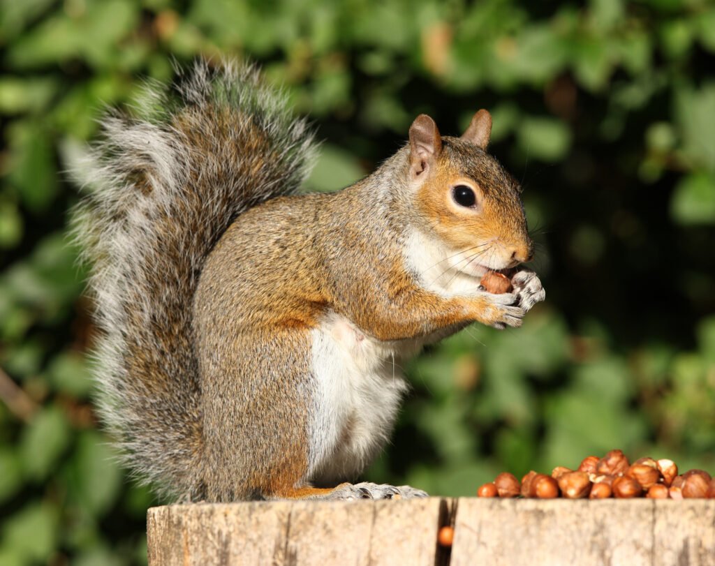 how to get rid of squirrels