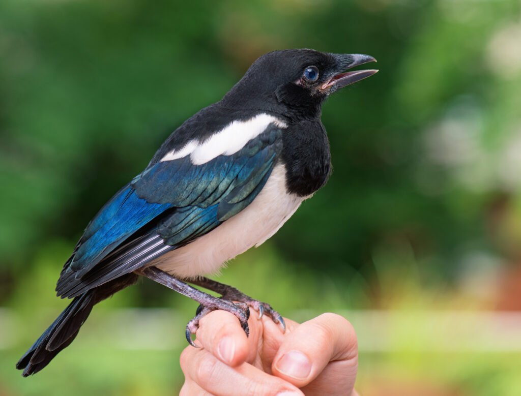 Bird on human hand