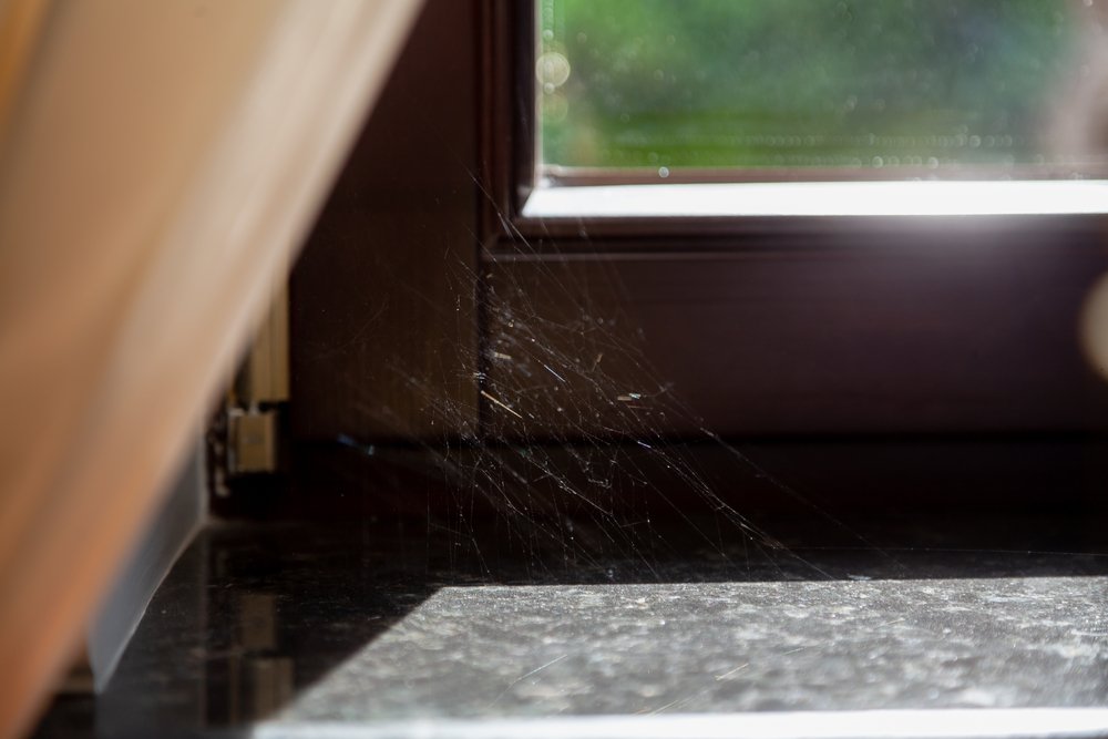 spiders nesting in window frame