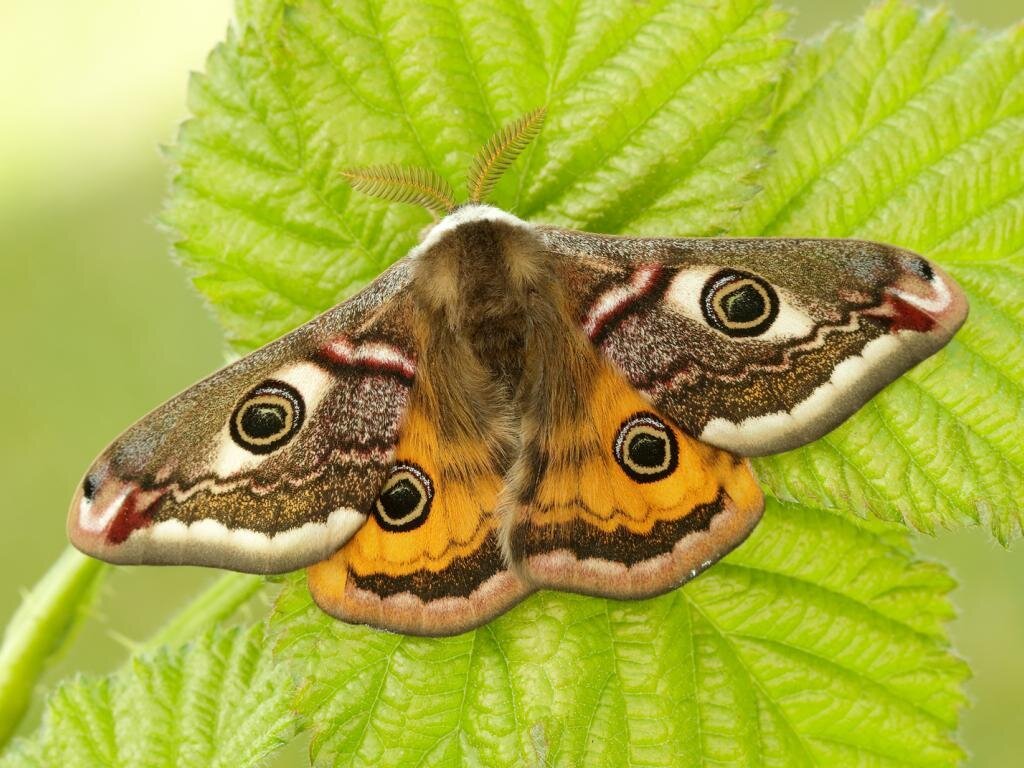 Emperor Moth